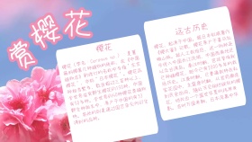 粉色浪漫赏樱花手抄报