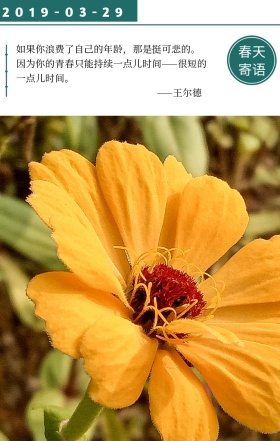 简约春天寄语日签