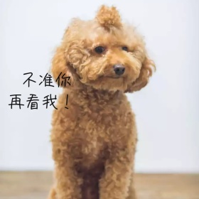 可爱狗狗手机微博封面