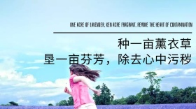 薰衣草紫色世界花海浪漫公众号封面模版