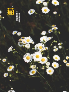 原创重阳节之菊花手绘海报