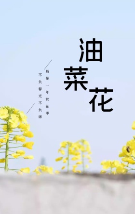 油菜花开花海火车黄色旅游宣传海报