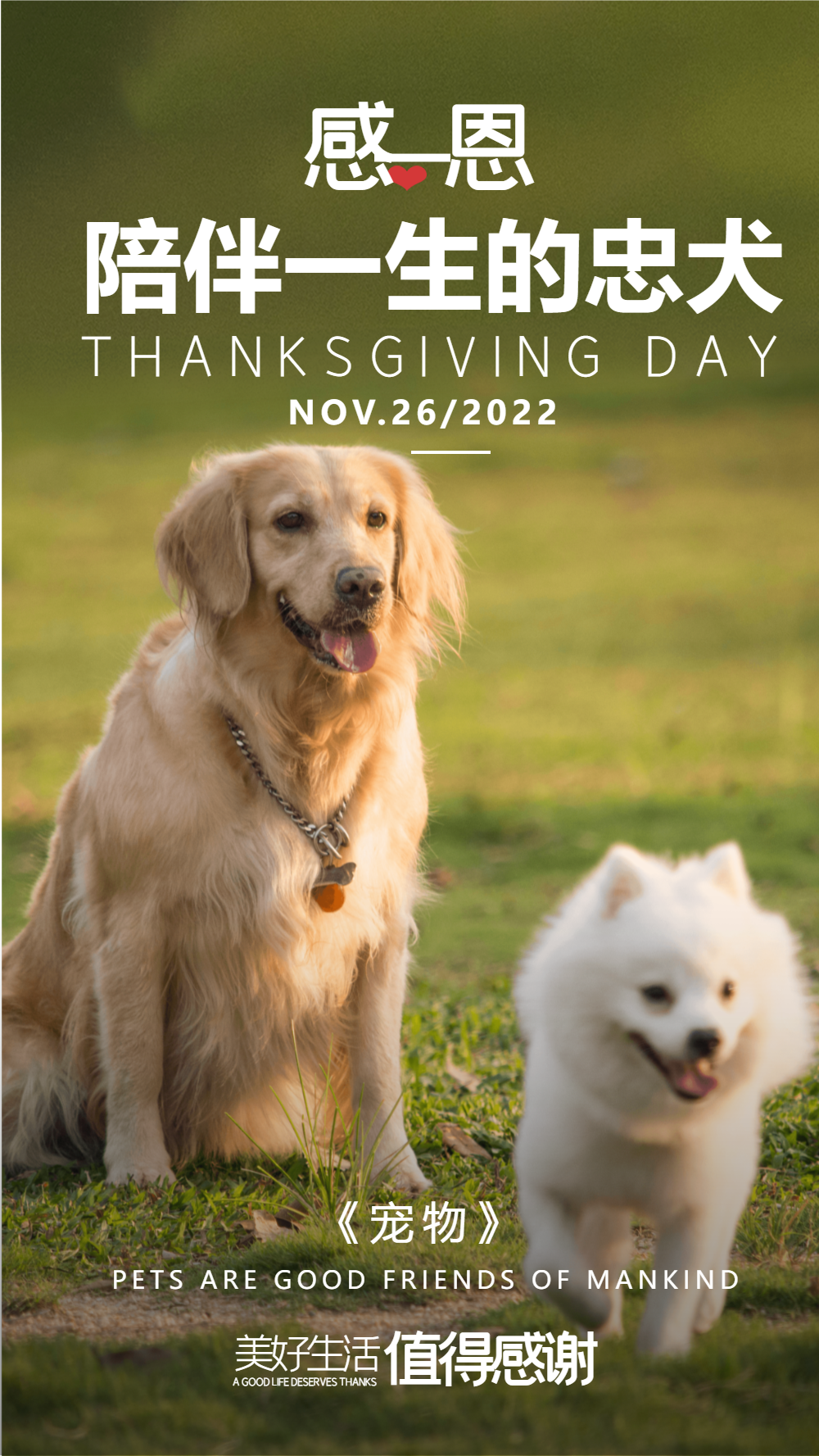 感恩节感恩宠物陪伴摄影图海报