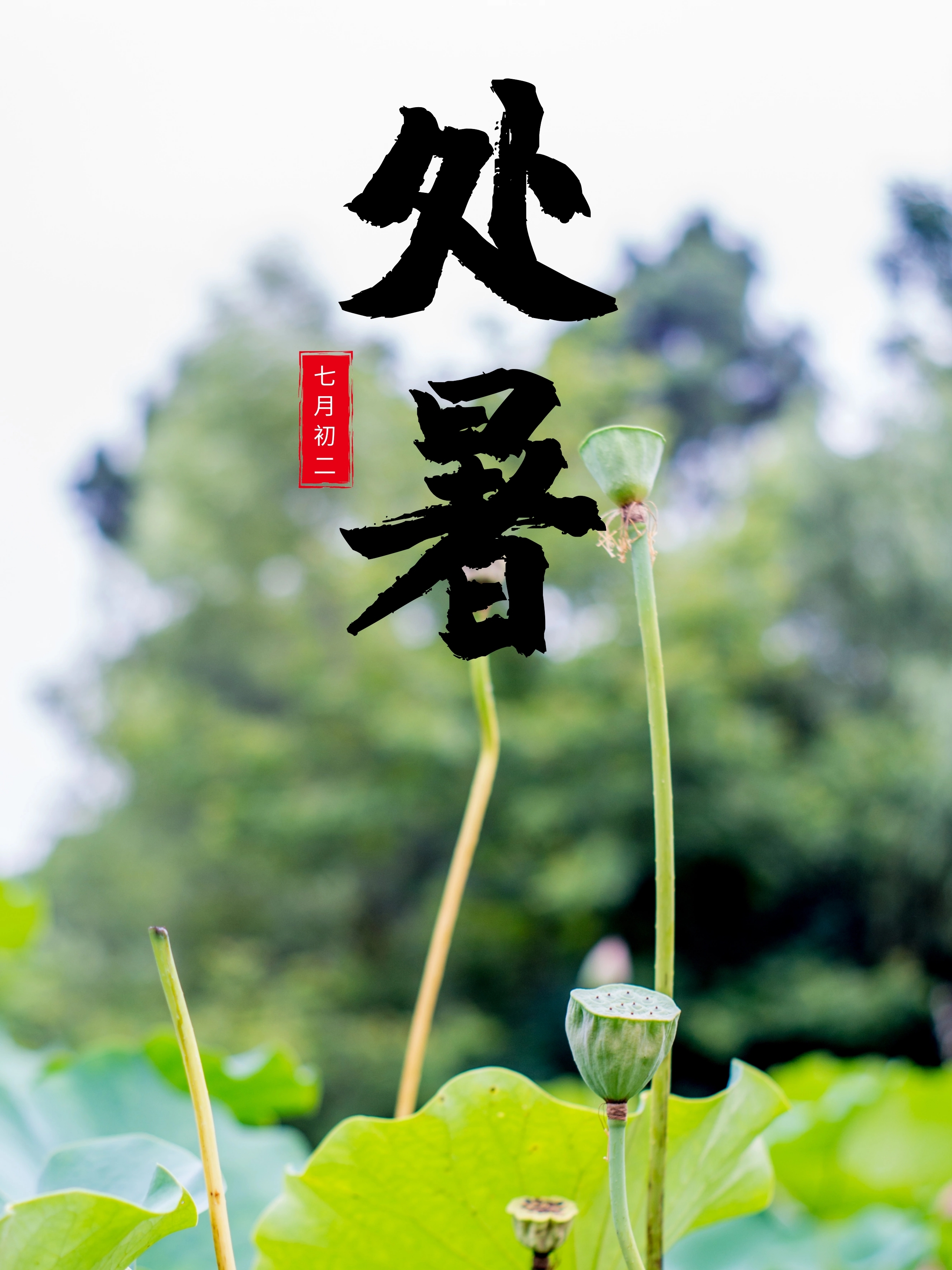 二十四节气之处暑唯美海报在线图片制作-图怪兽