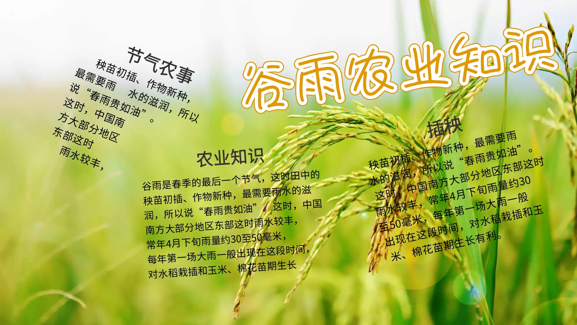 黄色简约谷雨农业知识手抄报