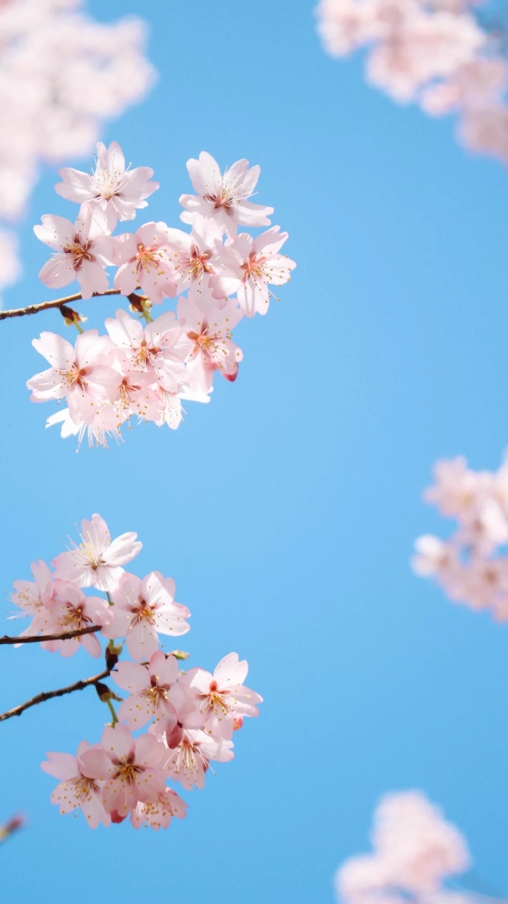 手机壁纸春季粉色花朵蓝色天空