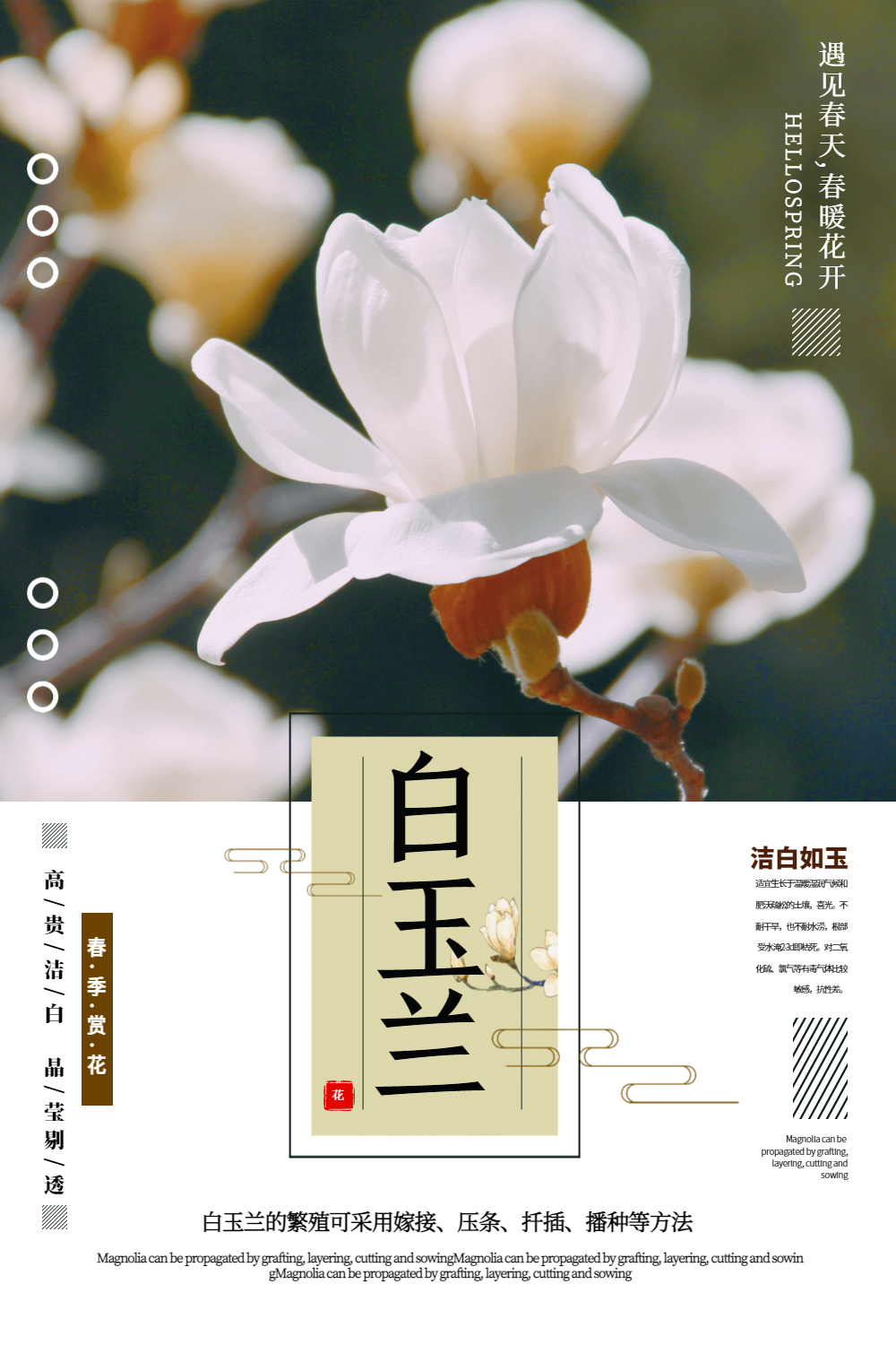 清新简洁白玉兰春季赏花宣传海报