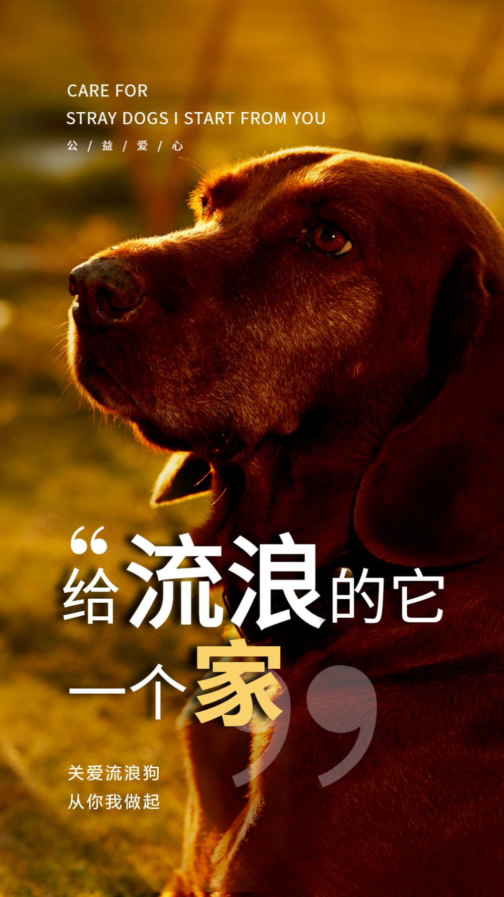 保护流浪动物摄影图海报设计