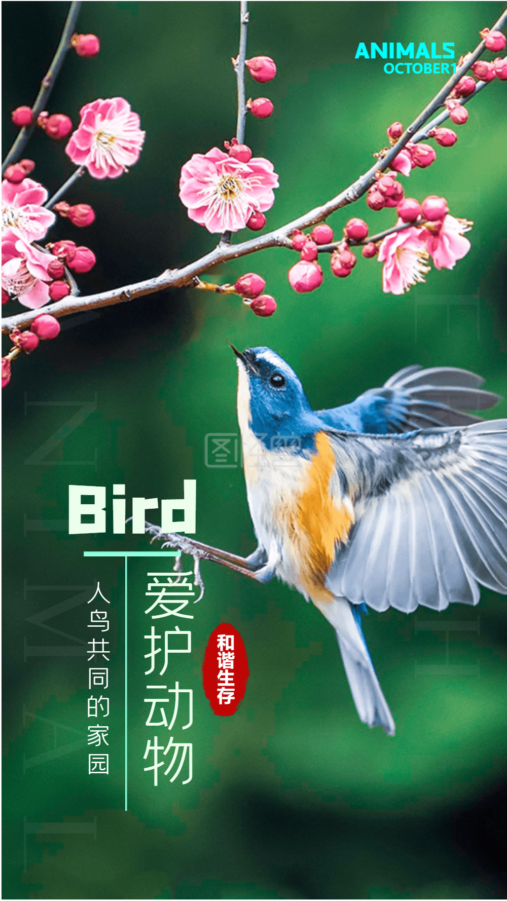 鸟捕食摄影图海报设计