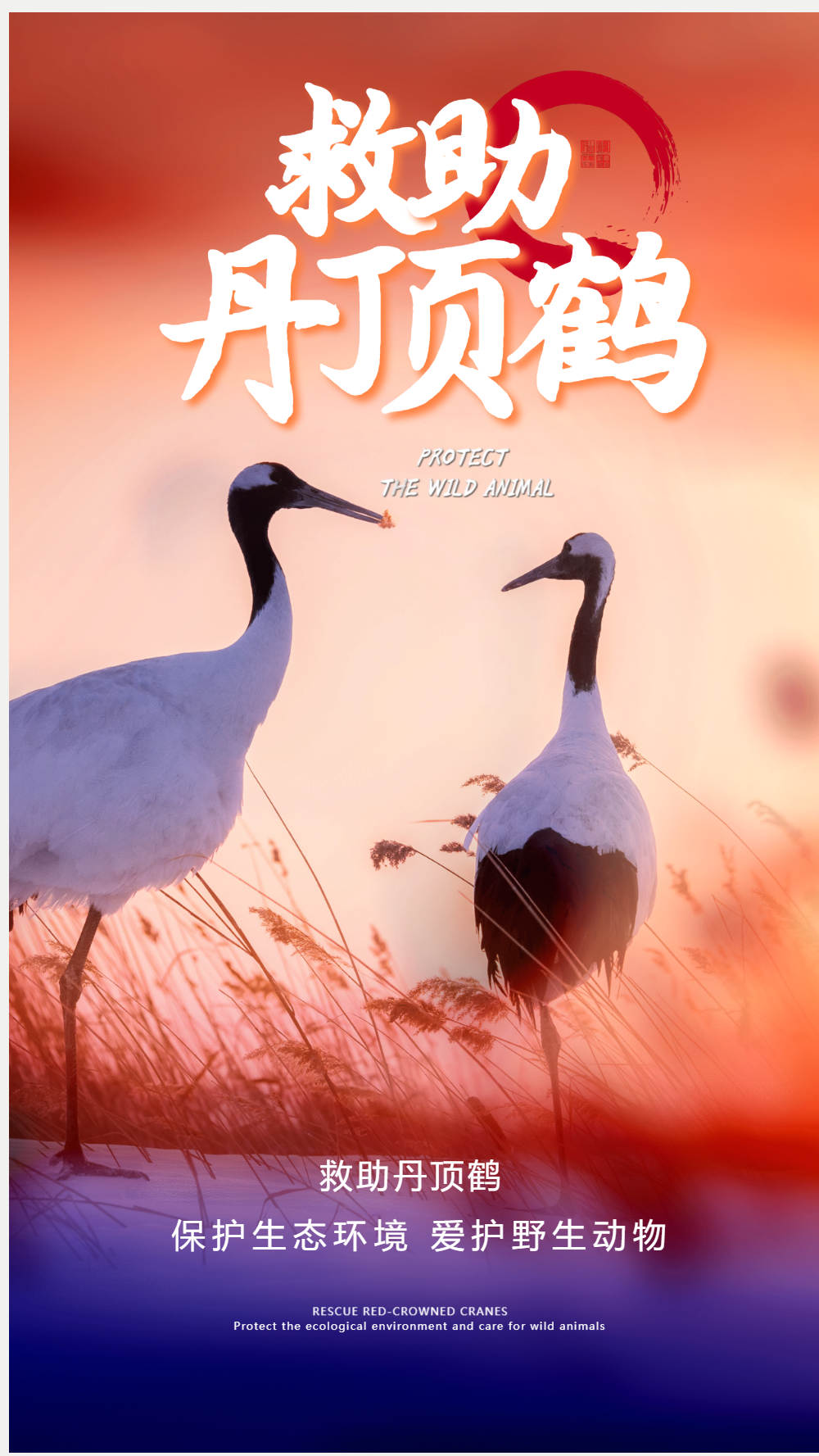 保护稀有动物救助丹顶鹤摄影图海报