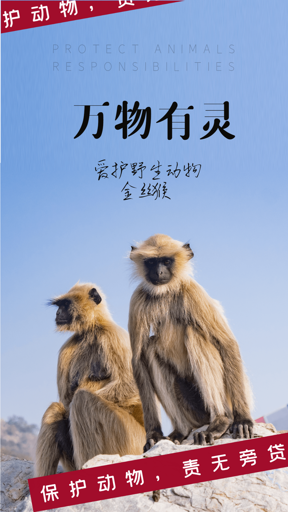 万物有灵保护动物宣传摄影图海报