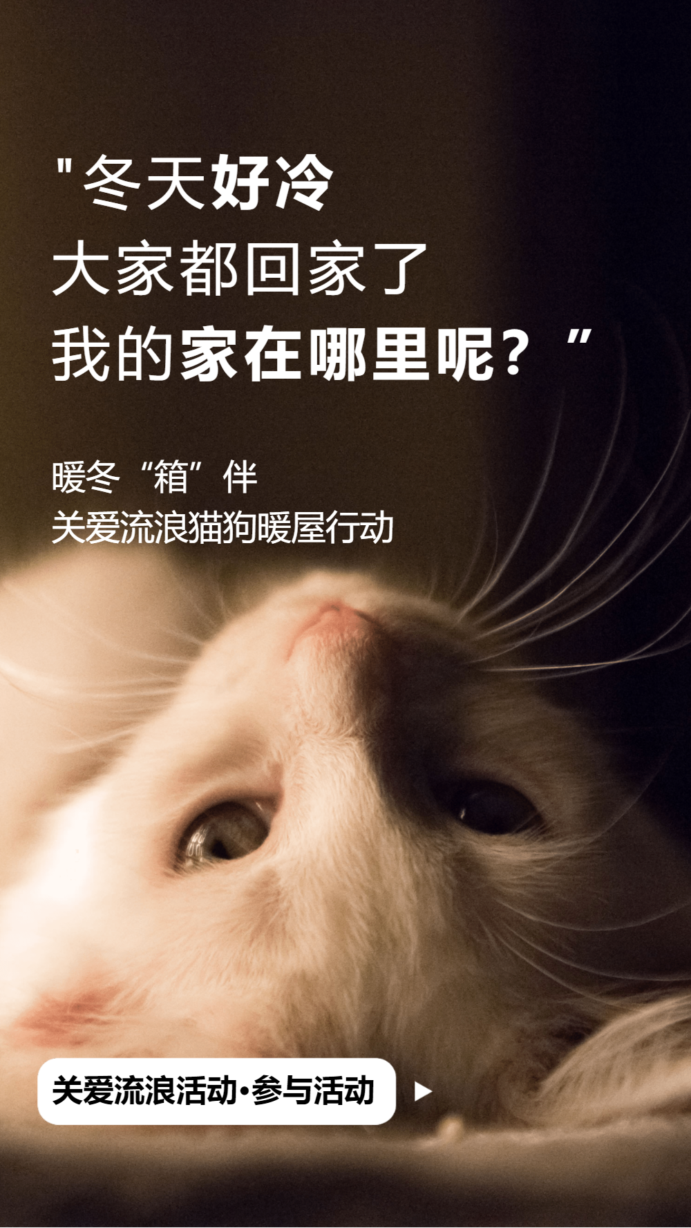 关爱流浪动物宣传摄影图海报