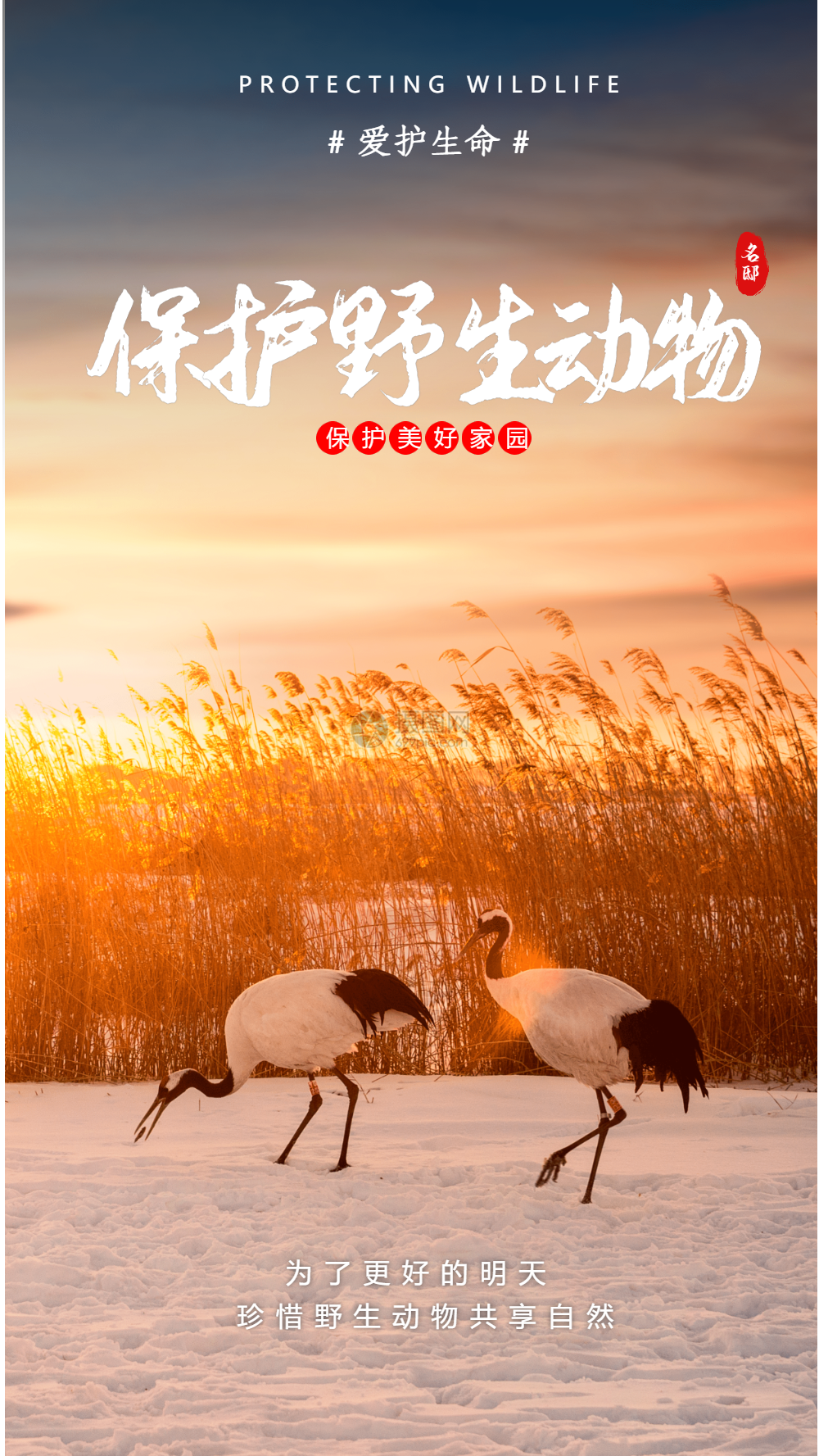 保护野生动物公益宣传摄影图海报